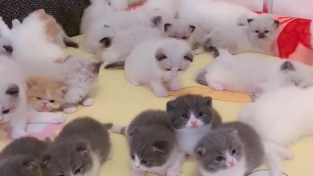 OMG So Cute Cats ♥ Best Funny Cat ❤️🐈Videos 2021 #shorts
