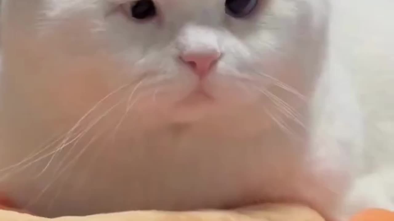 Cute and Funny CATS