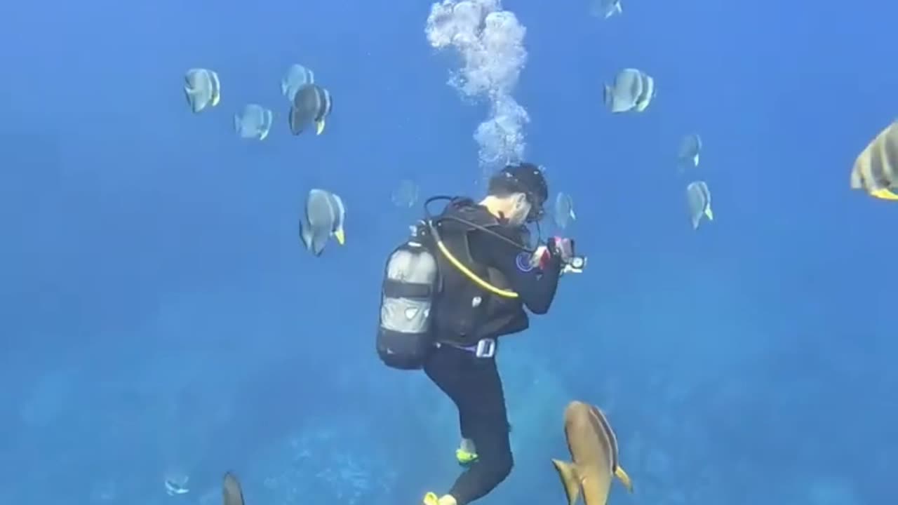 diving with Batfish 🥰🥰