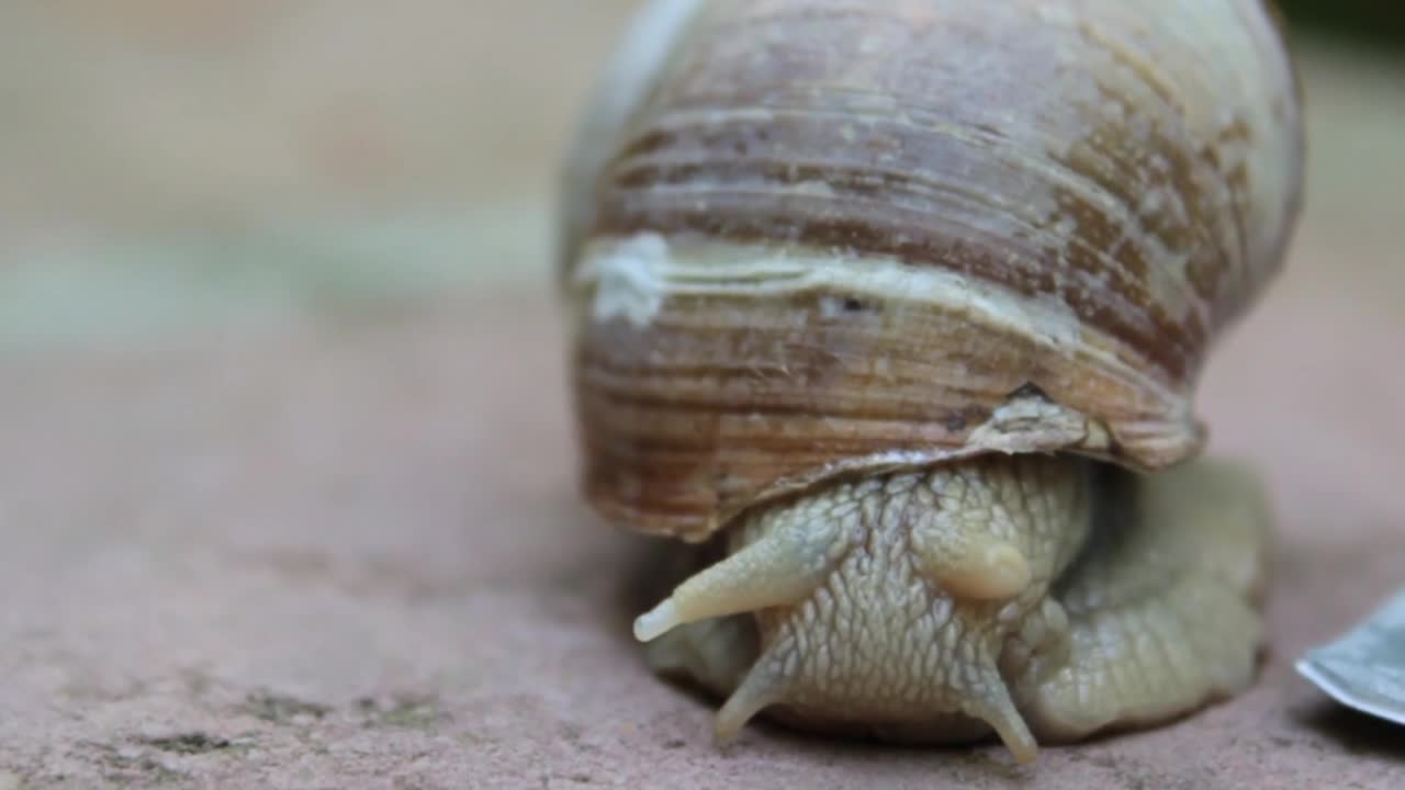 Snail Shell Crawl Nature Gastropod Crawling Slow