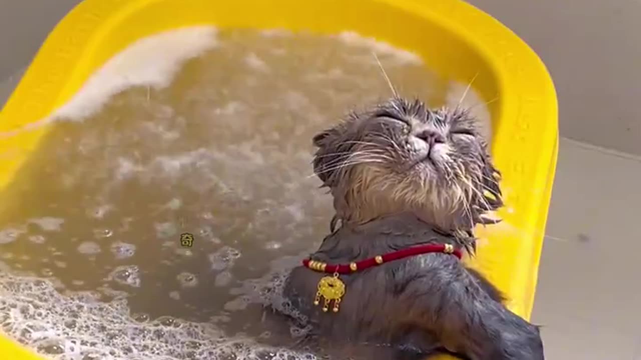 Relaxing bath with the treat 🥰😻