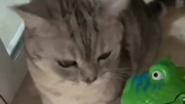 Funny cat video #shorts #animals #cat #cats