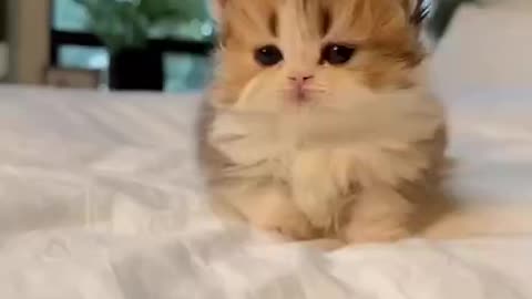 Cute cat laying on the bed.