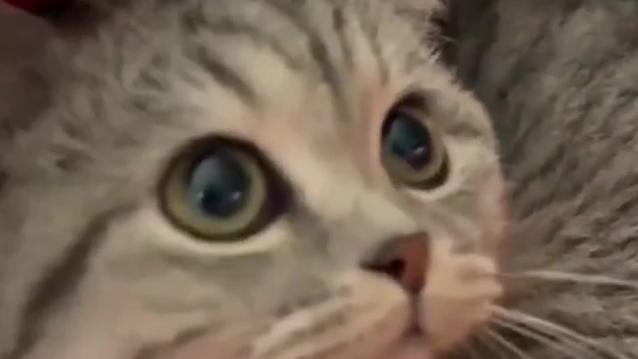 Cute 🥺 cat video #love #funny