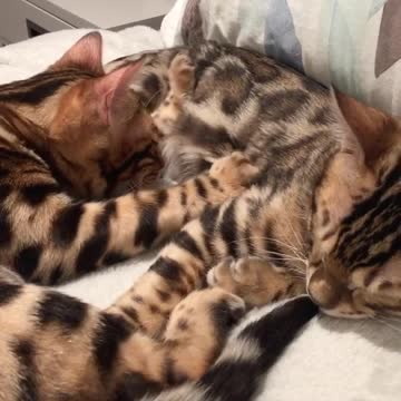Bengal cat gives his brother a loving massage
