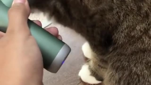 #funny #funnycat