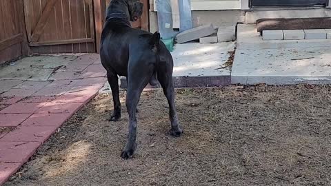 Cane corso