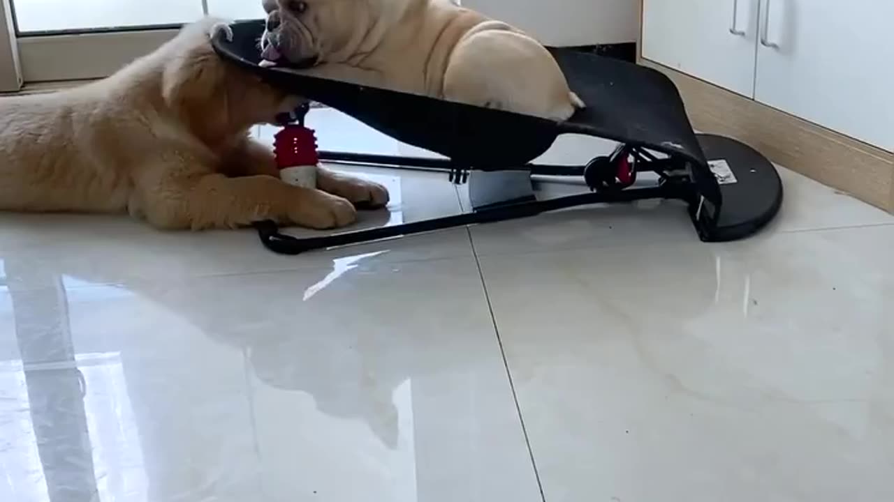 Dog video