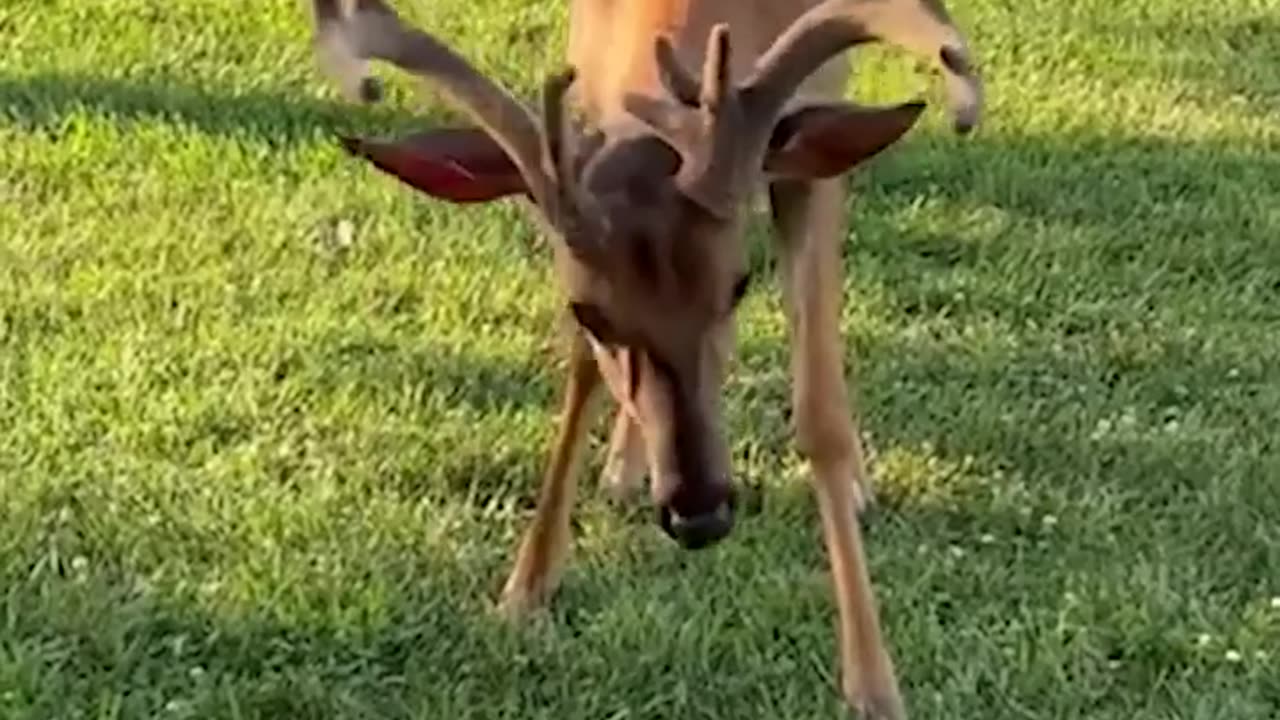 •Tiny kitten befriends deer