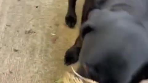 Snake coiled with dog
