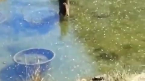 Crazy Cat in Action😍 Cats crazy challenge outdoors compilations Animals Music videos #Shorts 😲