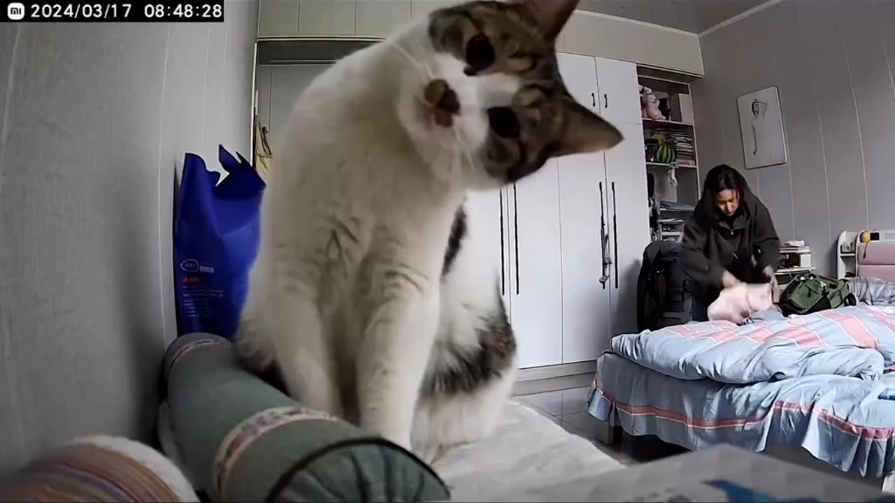 Funny Cat In a Camera