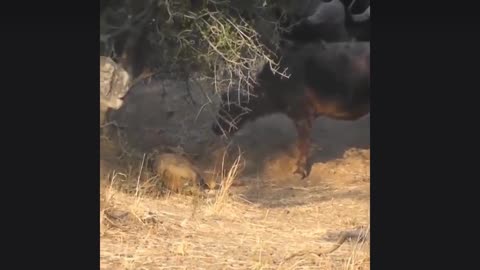 Lion killed by a buffalo