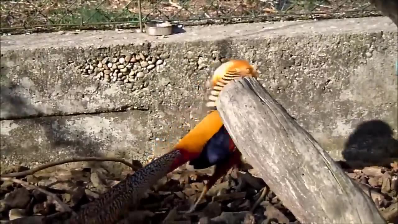 Beautiful Golden Pheasants and Wading Birds