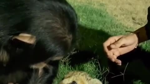 The chimpanzee feeds the baby lion