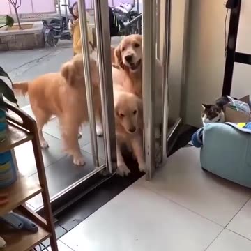 Don't forget about your furry friends, they deserve love too! ❤️