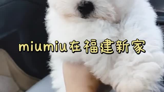 miumiu's happy life in her new home in Fujian Province