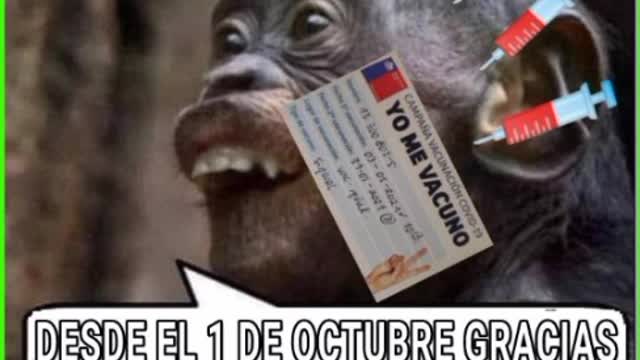 TRIBU COVILOVERS