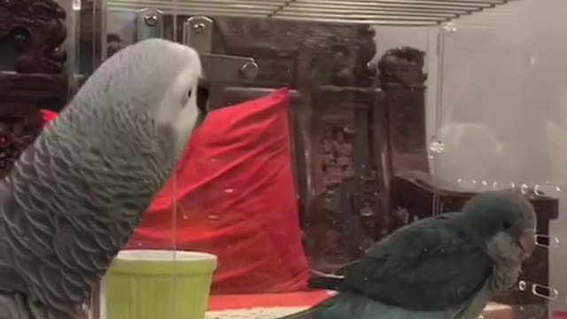 smart parrot, super nice parrot funny pet humor funny small parrot talking