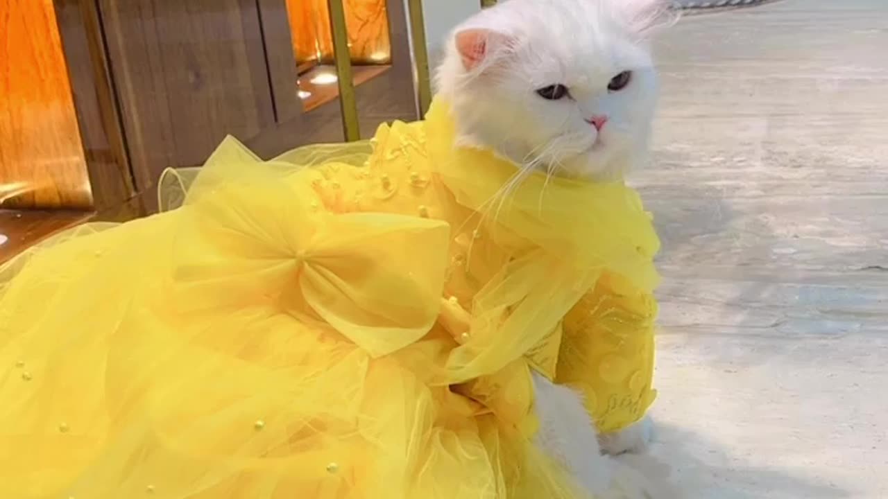 princess cat