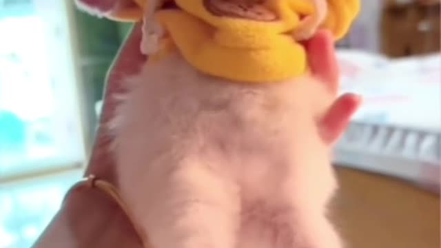 #catoftiktok #babycats #kitten #funnycats #foryou