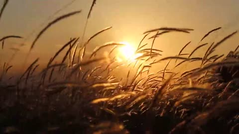 Grass flower with wind and sunset background_1