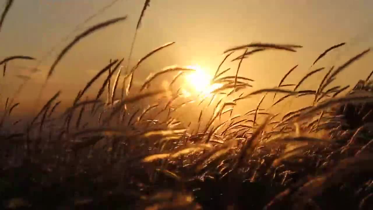 Grass flower with wind and sunset background_1