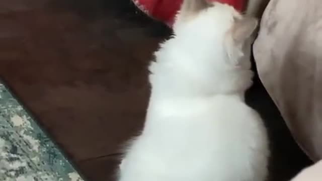 Cat talk