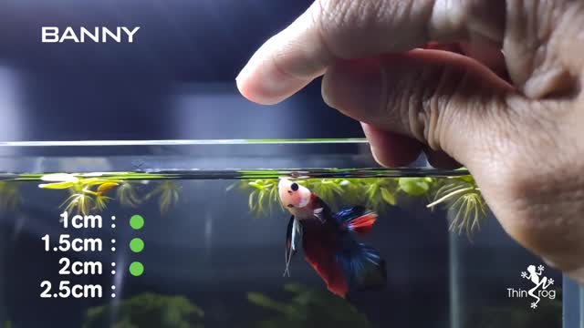 Betta Fish Male VS Female in High Jump