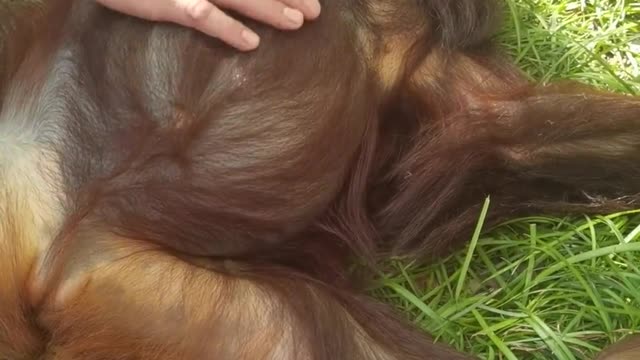 orangutans