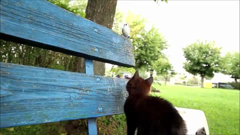 Cats React to Digi Birds