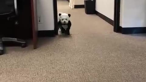 Panda bear in the office