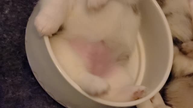 Waking White Faced Corgi Pupper From Bowl Nap