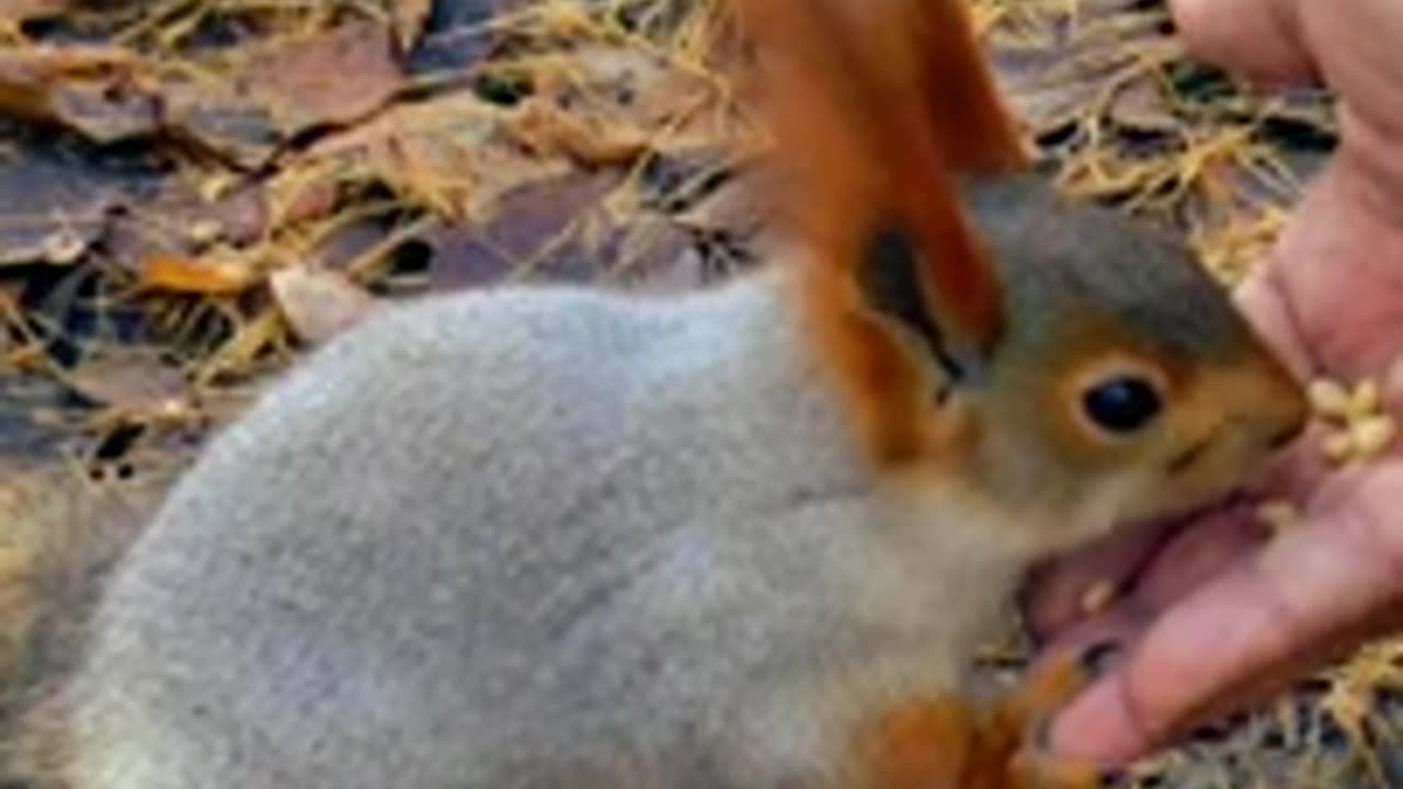 rabbit funny video