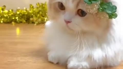 Tuker tuker cats