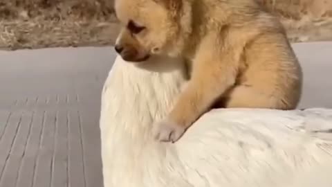 😀best friend dog v/s duck video😀