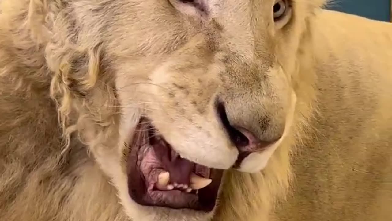 Dubai 🇦🇪 King 👑 Sheikh Nawab With White Tiger 🐯 Lion 🦁 White Tiger 🐅 #Dubai #shorts