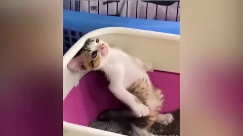 Funniest Animals 2023😂 Best cat videos for a good mood! 😻