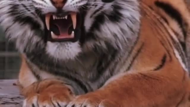 Create inspiration for the tiger animal world