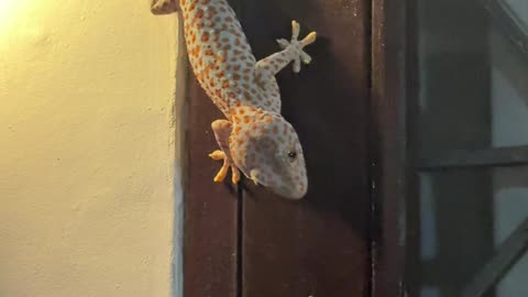 Captured Gecko Vocalizes