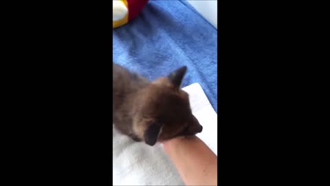 Adorable Baby Fox Pups Playing - CUTEST Compilation