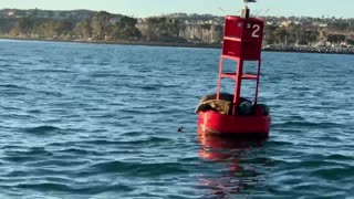Dana Point sea lions on buoy2 11/2021