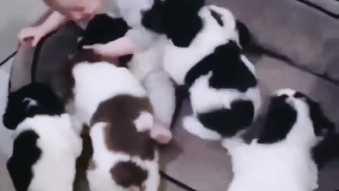 Baby playing with his Dogs Adorable 😍😍