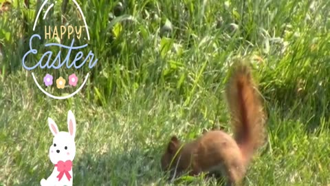 American Red Squirrel Happy Easter everyone!!