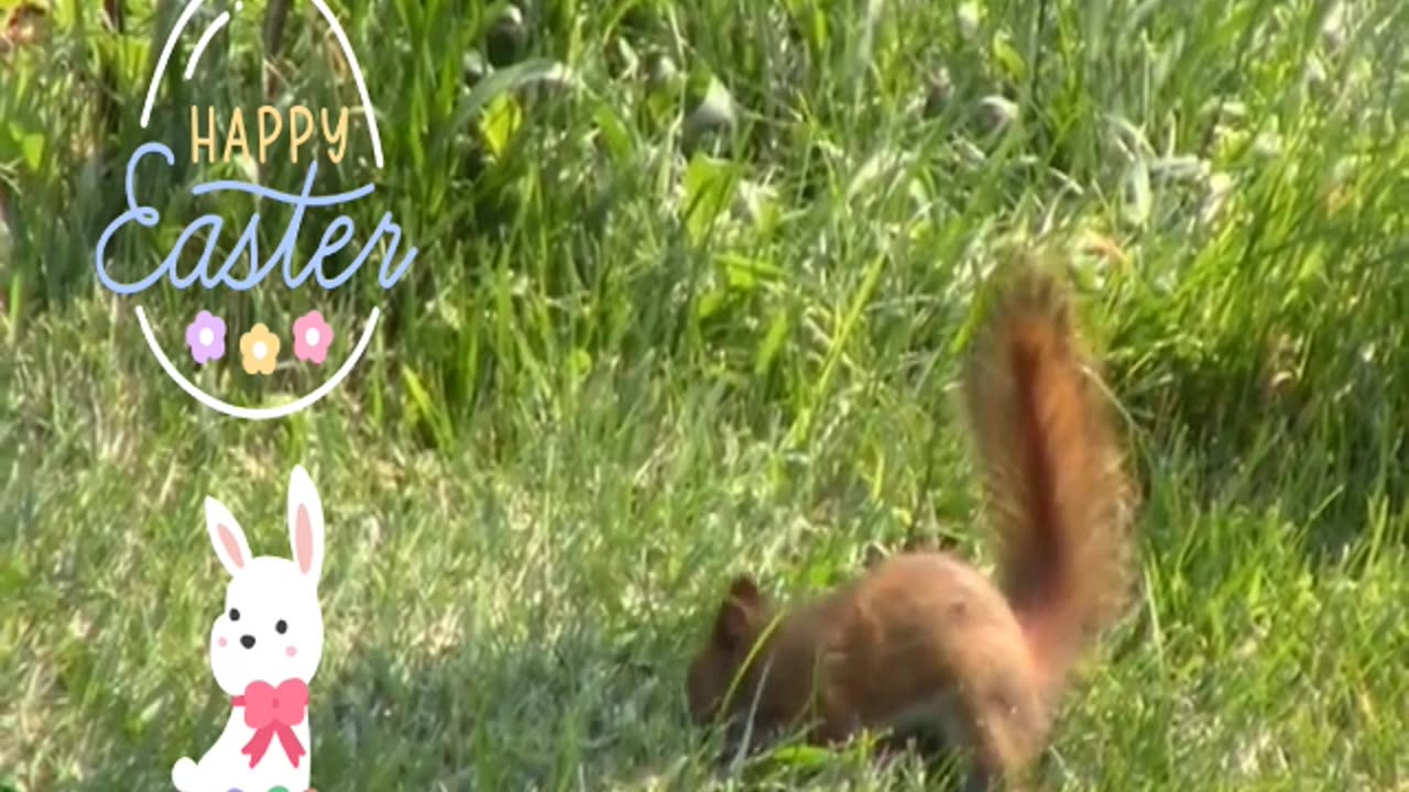 American Red Squirrel Happy Easter everyone!!
