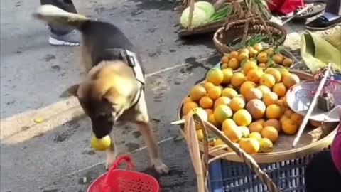 This dog can go shopping for its owner