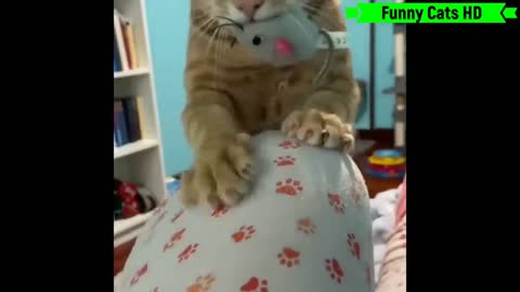 Funniest cat videos 2022