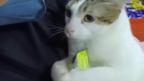 Viral Facts Video - Cats v.04