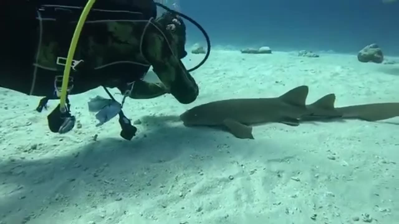 Nice Shark