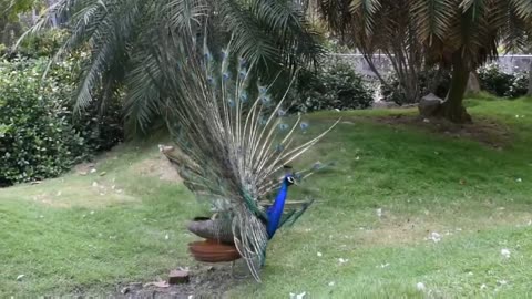 Beautiful Peacock Dance with Natural Sound